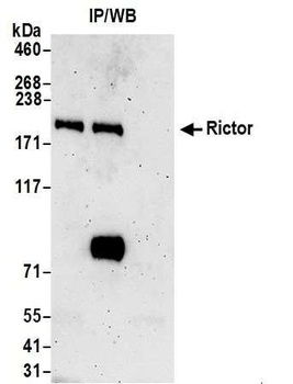 Rabbit anti-Rictor Antibody, Affinity Purified