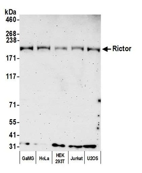 Rabbit anti-Rictor Antibody, Affinity Purified