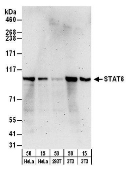 Rabbit anti-STAT6 Antibody, Affinity Purified
