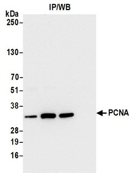 Rabbit anti-PCNA Antibody, Affinity Purified