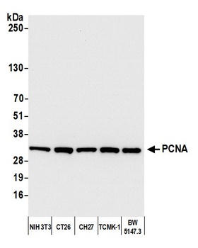 Rabbit anti-PCNA Antibody, Affinity Purified
