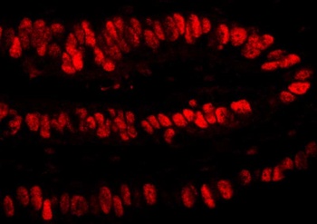 Rabbit anti-PCNA Antibody, Affinity Purified