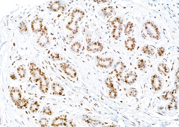 Rabbit anti-PCNA Antibody, Affinity Purified
