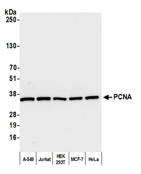 Rabbit anti-PCNA Antibody, Affinity Purified
