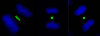 Rabbit anti-PLK1 Antibody, Affinity Purified