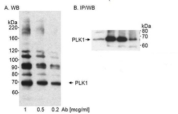 Rabbit anti-PLK1 Antibody, Affinity Purified