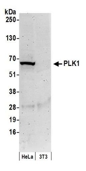 Rabbit anti-PLK1 Antibody, Affinity Purified