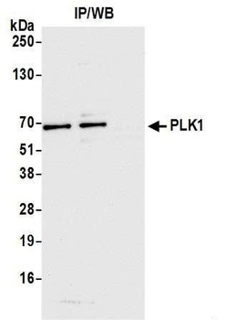 Rabbit anti-PLK1 Antibody, Affinity Purified