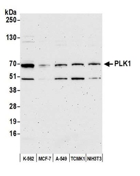 Rabbit anti-PLK1 Antibody, Affinity Purified