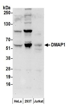 Goat anti-DMAP1 Antibody, Affinity Purified