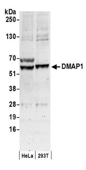 Goat anti-DMAP1 Antibody, Affinity Purified