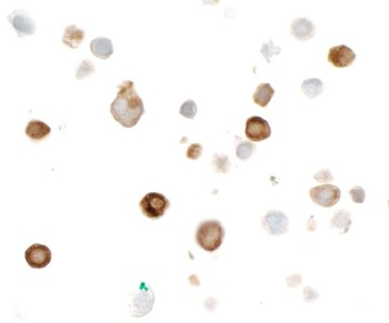 Rabbit anti-HA Tag Recombinant Monoclonal Antibody [BLRE02G]