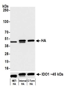 Rabbit anti-HA Tag Recombinant Monoclonal Antibody [BLRE02G]