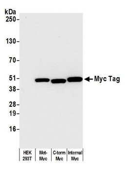 Rabbit anti-Myc Tag Recombinant Monoclonal Antibody [BLRE01G]