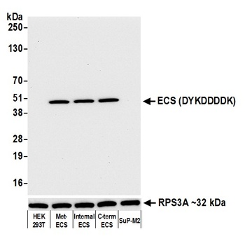 Rabbit anti-ECS (DYKDDDDK) Tag Recombinant Monoclonal Antibody [BLRE00G]
