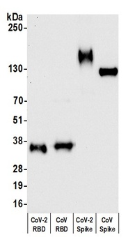 Rabbit anti-SARS-CoV-2 Spike RBD Antibody, Affinity Purified