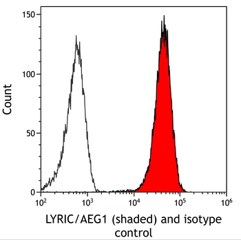 Rabbit anti-LYRIC/AEG1 Recombinant Monoclonal Antibody [BLR258L]