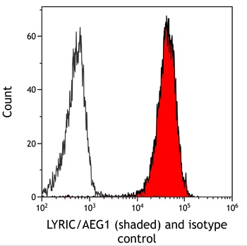 Rabbit anti-LYRIC/AEG1 Recombinant Monoclonal Antibody [BLR258L]