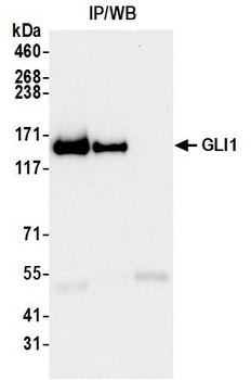 Rabbit anti-GLI1 Recombinant Monoclonal Antibody [BLR256L]