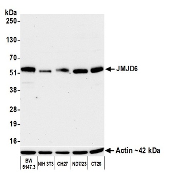 Rabbit anti-JMJD6 Recombinant Monoclonal Antibody [BLR254L]