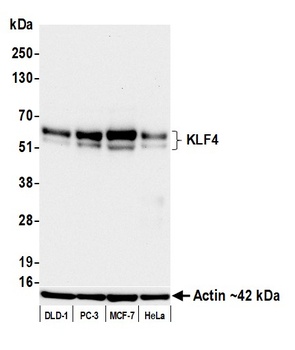 Rabbit anti-KLF4 Recombinant Monoclonal Antibody [BLR250L]