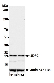 Rabbit anti-JDP2 Recombinant Monoclonal Antibody [BLR246L]