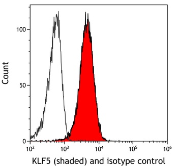 Rabbit anti-KLF5 Recombinant Monoclonal Antibody [BLR243L]