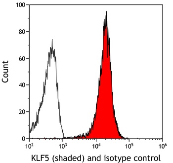 Rabbit anti-KLF5 Recombinant Monoclonal Antibody [BLR243L]