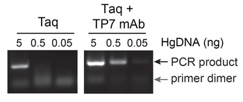 Mouse anti-Taq Polymerase Recombinant Monoclonal Antibody [TP7]