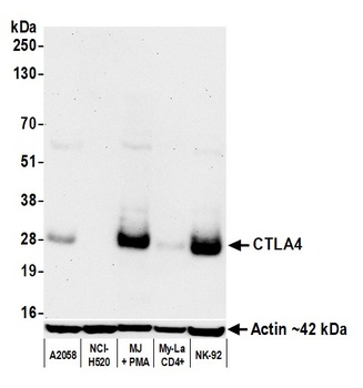 Rabbit anti-CTLA4 Recombinant Monoclonal Antibody [BLR257L]