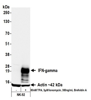 Rabbit anti-IFN-gamma Recombinant Monoclonal Antibody [BLR300L]