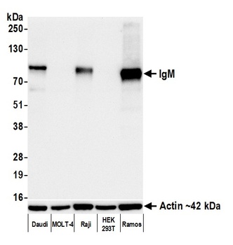 Rabbit anti-IgM Recombinant Monoclonal Antibody [BLR294L]
