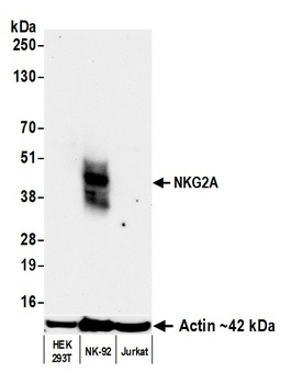 Rabbit anti-NKG2A Recombinant Monoclonal Antibody [BLR290L]