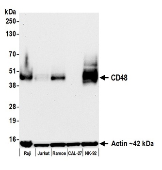 Rabbit anti-CD48 Recombinant Monoclonal Antibody [BLR286L]