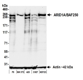 Rabbit anti-ARID1A/BAF250 Recombinant Monoclonal Antibody [BLR279L]