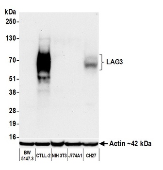Rabbit anti-LAG3 Recombinant Monoclonal Antibody [BLR261L]