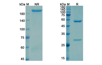 Gatralimab (CD52) - Research Grade Biosimilar