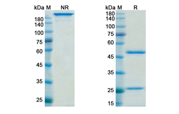 Nemolizumab (IL31RA) - Research Grade Biosimilar