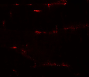 PRC1 Antibody