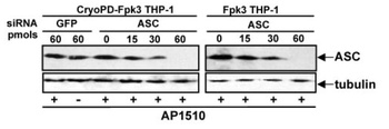 ASC Antibody