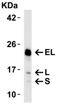 Bim Antibody
