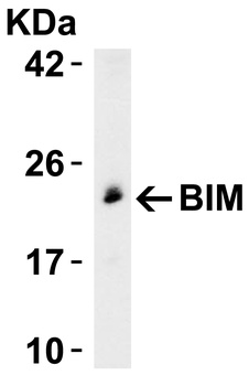 Bim Antibody