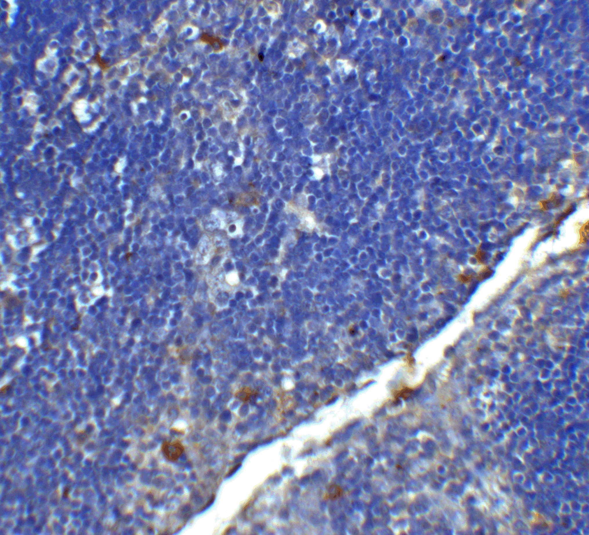 CD4 Antibody [9H5A8]