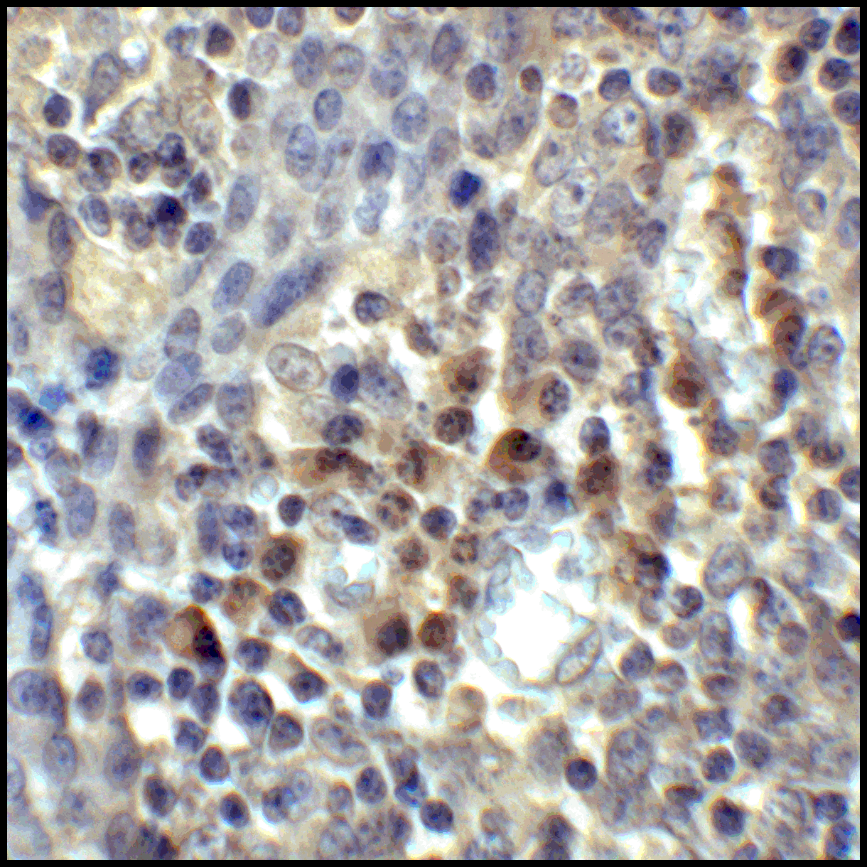 CD80 Antibody [11C12]