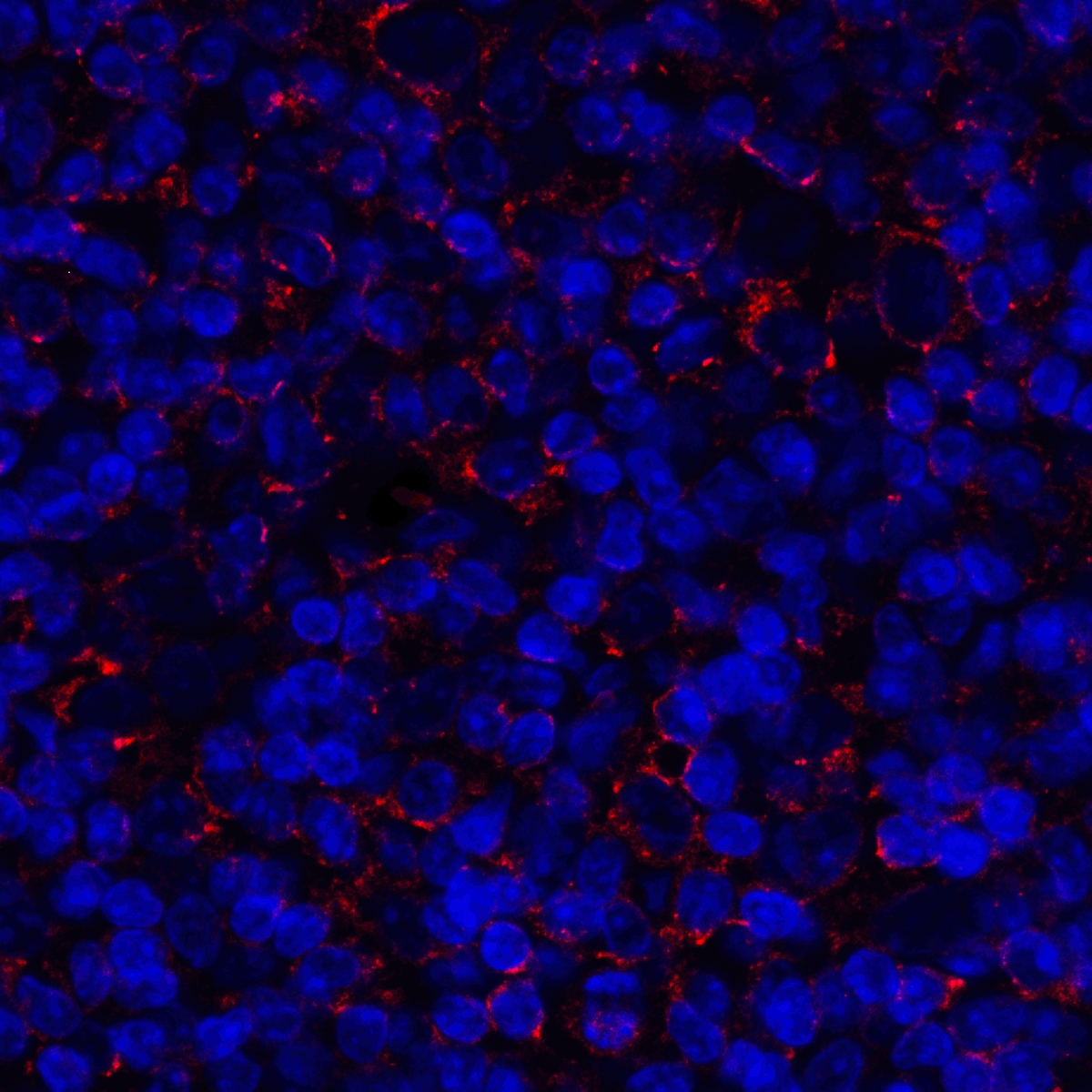 CD80 Antibody [12D9]