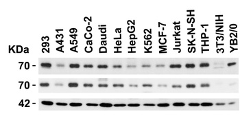 cIAP Antibody