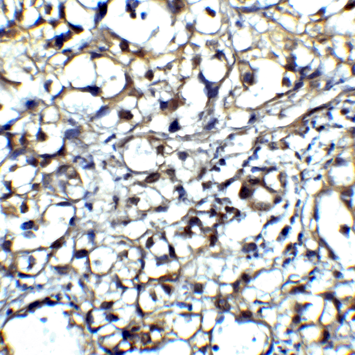 CTLA4 Antibody [8A1]