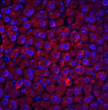 DEDAF Antibody