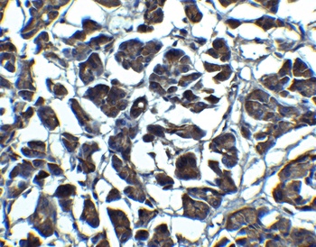 IL-23 Antibody