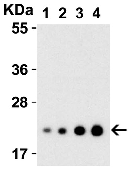 IL-23 Antibody